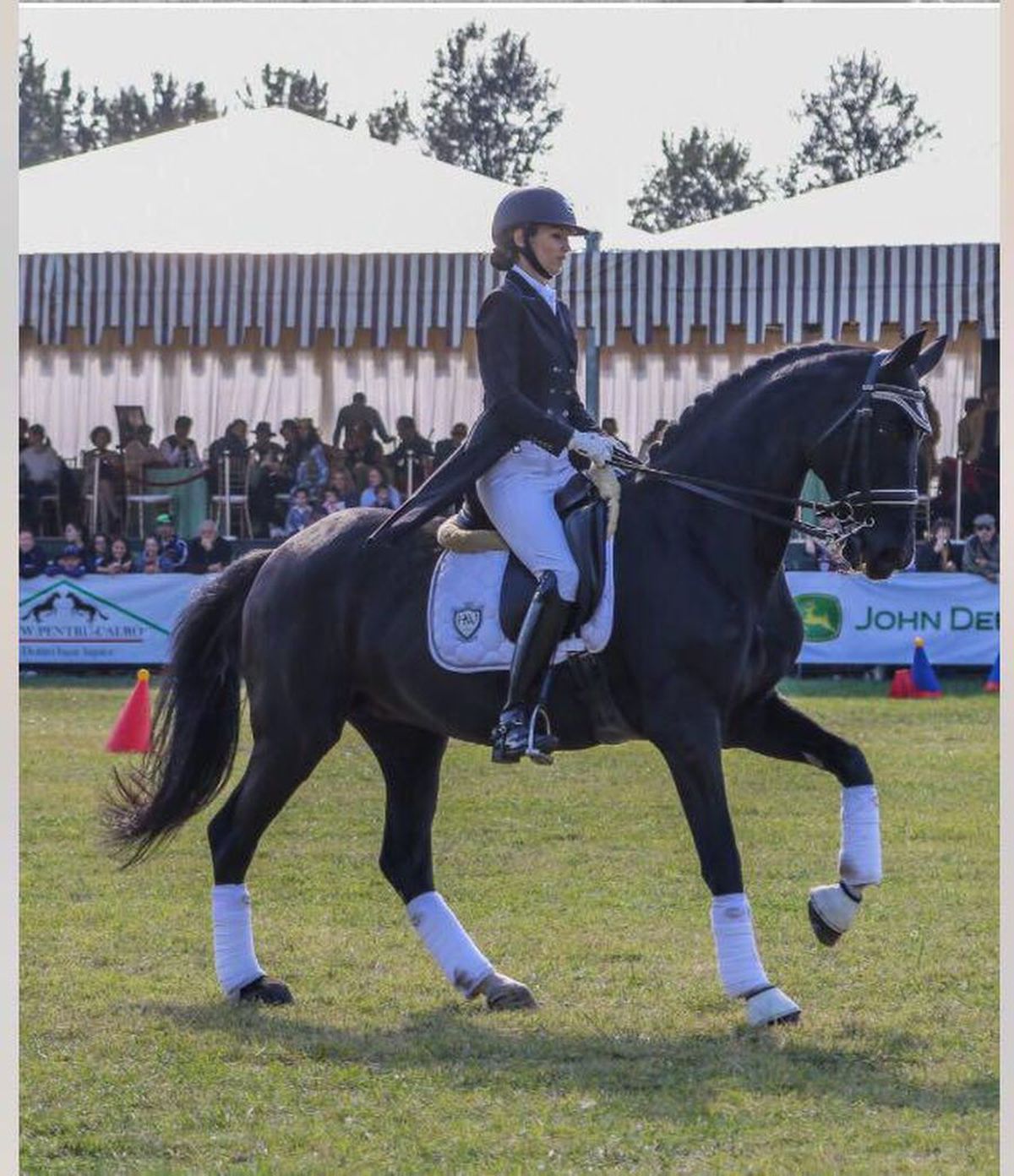 Siker, calul fost multiplu campion național și balcanic, ținut de CSA Steaua în condiții improprii la o bază hipică privată