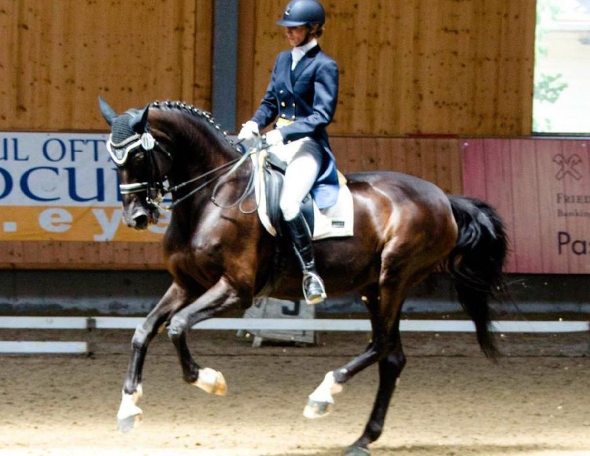 CSA Steaua, reacție după ce Gazeta a dezvăluit cum e tratat Siker, cel mai titrat cal al „roș-albaștrilor”