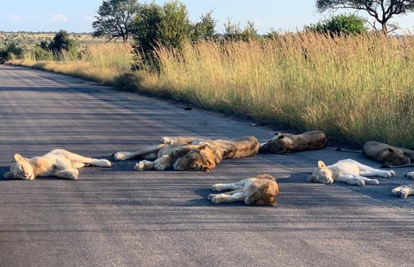 Imagini impresionante: cum profită animalele sălbatice de izolarea provocată de COVID-19