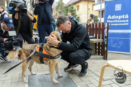 Mihai Stoica e un iubitor de câini
