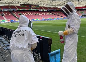 Meci în pericol! Alertă cu... albine la EURO 2024