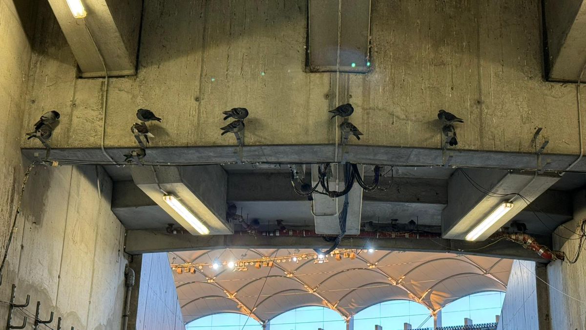 Imagini surprinse înainte de Dinamo - Rapid