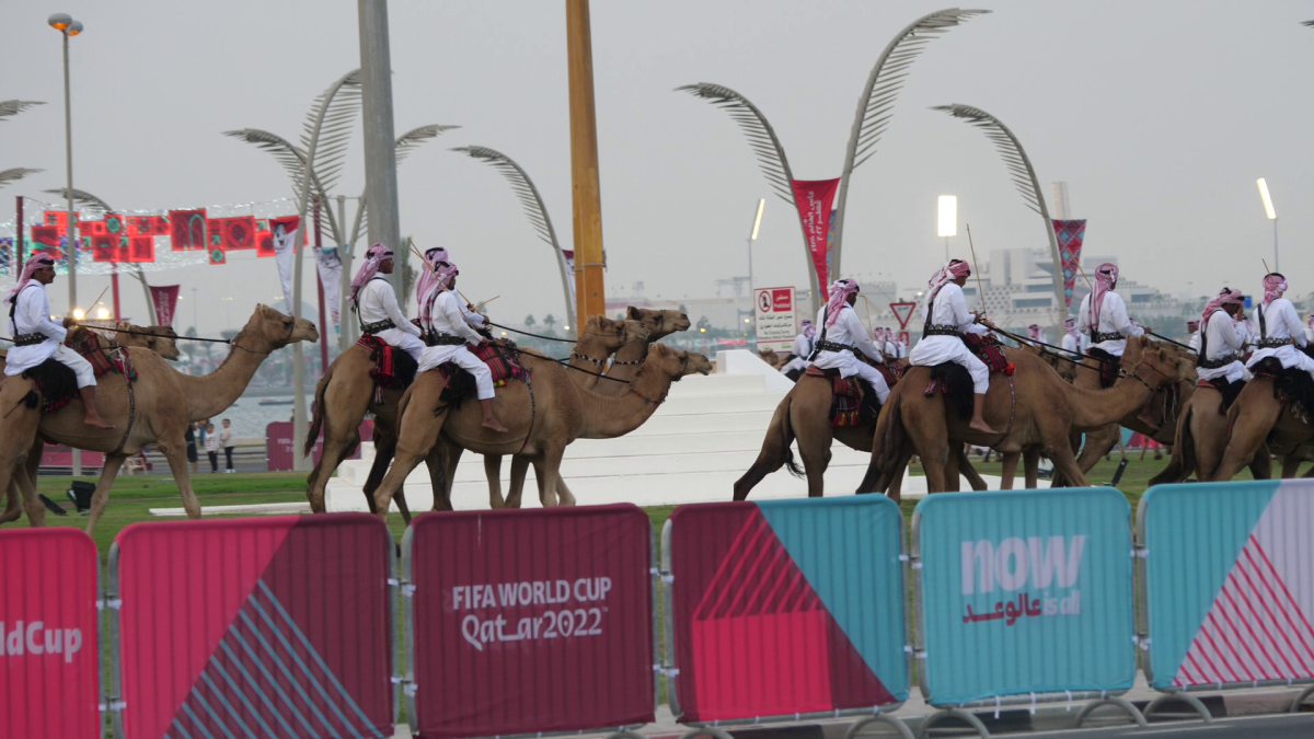 Cămilele sunt ajutoarele Poliției în Qatar