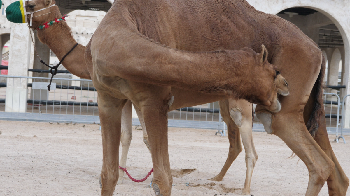 În România, cai și câini, în Qatar, cămile cu legitimație de polițist » Obiceiul prin care le mulțumesc pentru ajutor + imagini inedite surprinse de trimișii GSP