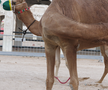 În România, cai și câini, în Qatar, cămile cu legitimație de polițist » Obiceiul prin care le mulțumesc pentru ajutor + imagini inedite surprinse de trimișii GSP