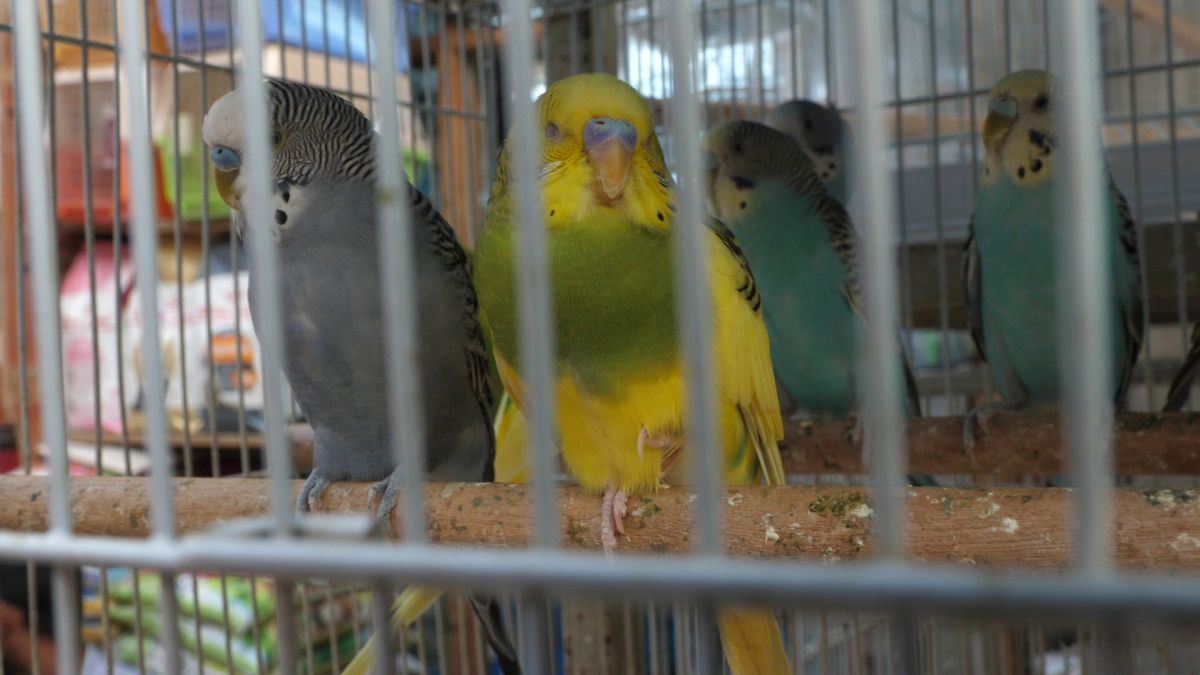 Animalele de companie, bătaie de joc în Qatar » Nu au nici măcar condiții minime de confort și igienă și nici îngrijire medicală adecvată