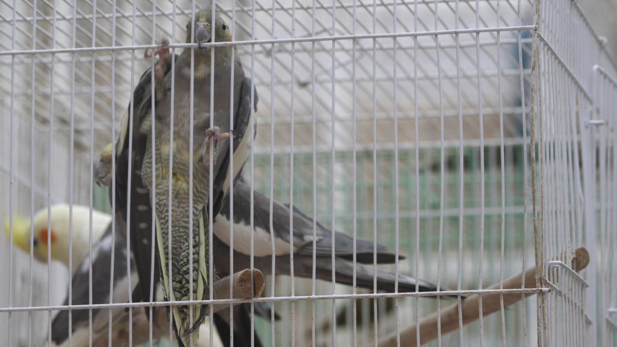 Animalele de companie, bătaie de joc în Qatar » Nu au nici măcar condiții minime de confort și igienă și nici îngrijire medicală adecvată