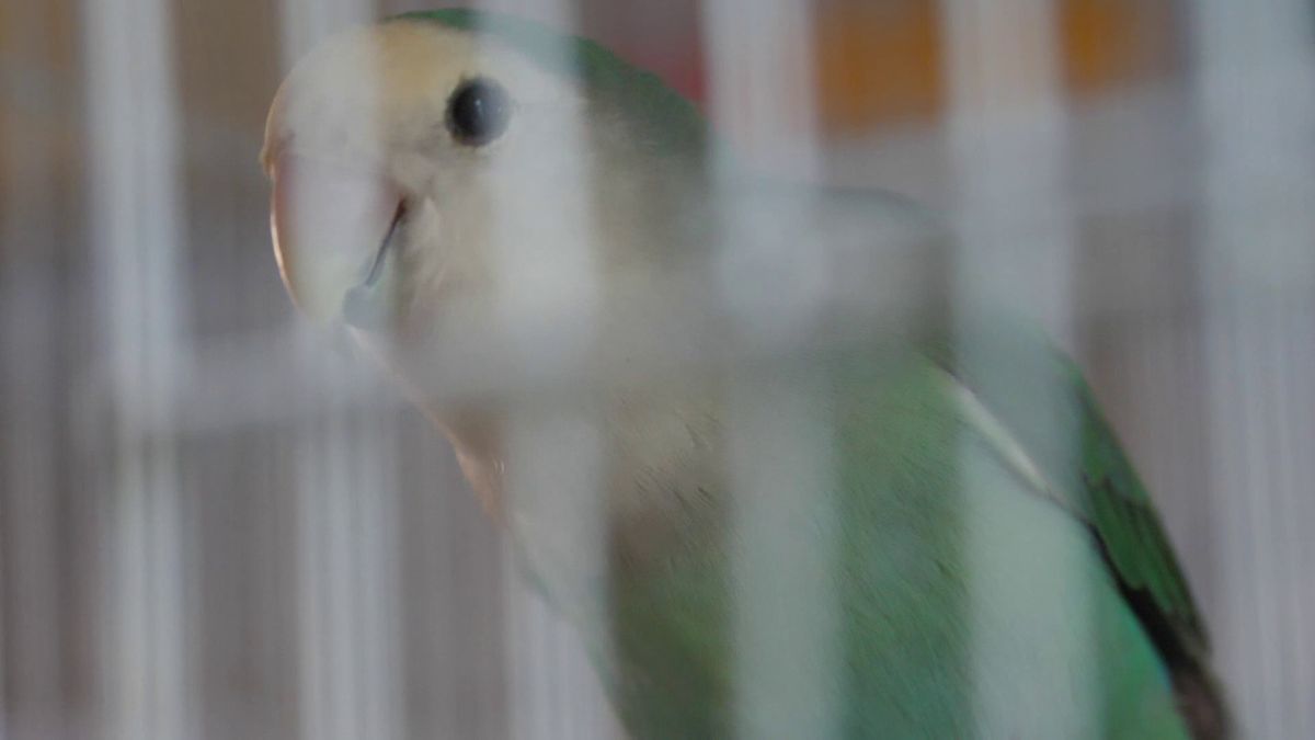 Animalele de companie, bătaie de joc în Qatar » Nu au nici măcar condiții minime de confort și igienă și nici îngrijire medicală adecvată