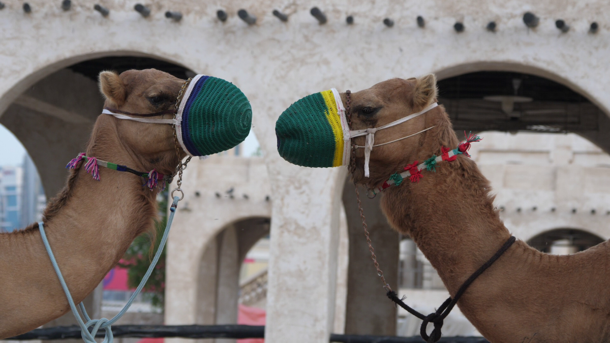 În România, cai și câini, în Qatar, cămile cu legitimație de polițist » Obiceiul prin care le mulțumesc pentru ajutor + imagini inedite surprinse de trimișii GSP