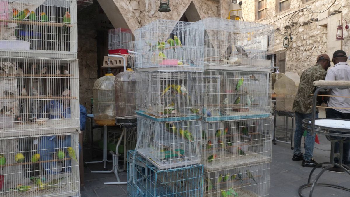 Animalele de companie, bătaie de joc în Qatar » Nu au nici măcar condiții minime de confort și igienă și nici îngrijire medicală adecvată