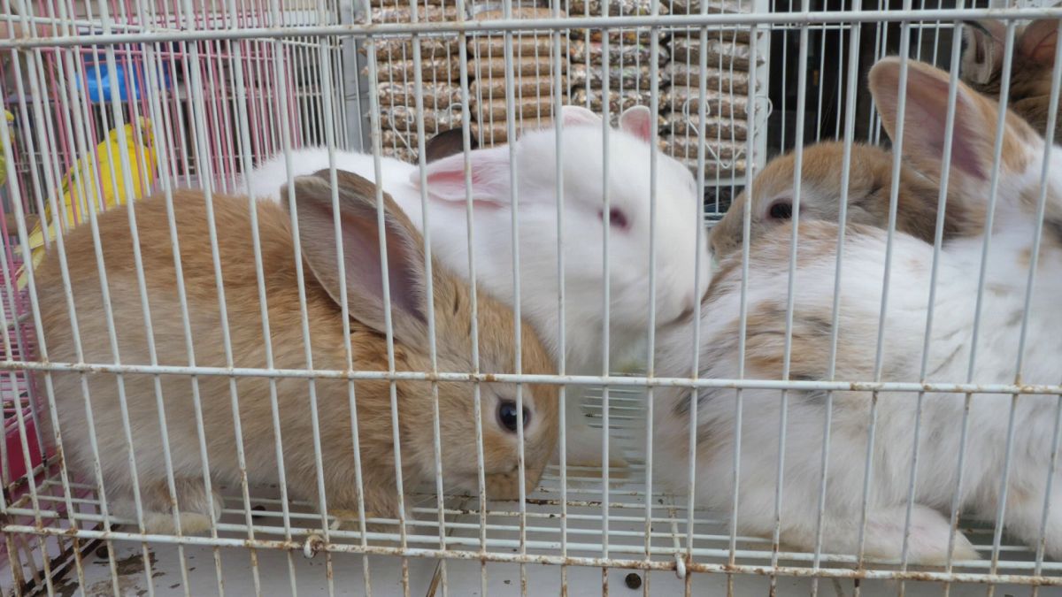 Animalele de companie, bătaie de joc în Qatar » Nu au nici măcar condiții minime de confort și igienă și nici îngrijire medicală adecvată