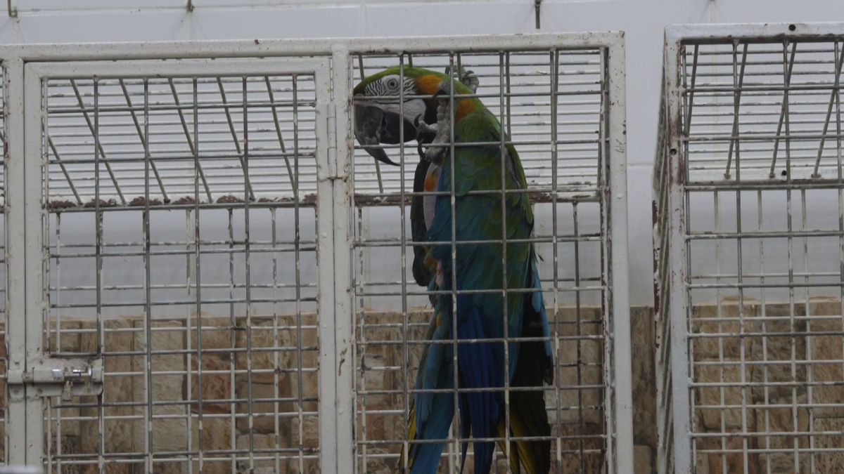 Animalele de companie, bătaie de joc în Qatar » Nu au nici măcar condiții minime de confort și igienă și nici îngrijire medicală adecvată