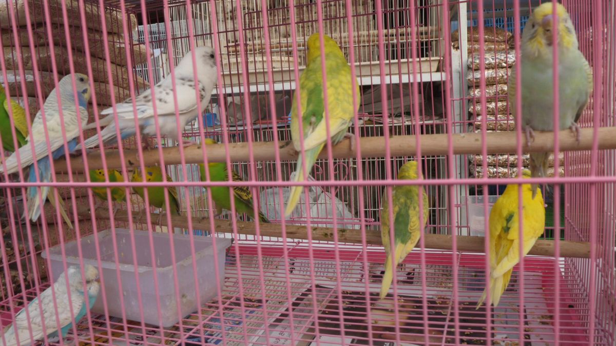 Păsările și animalele de companie, bătaie de joc în Qatar