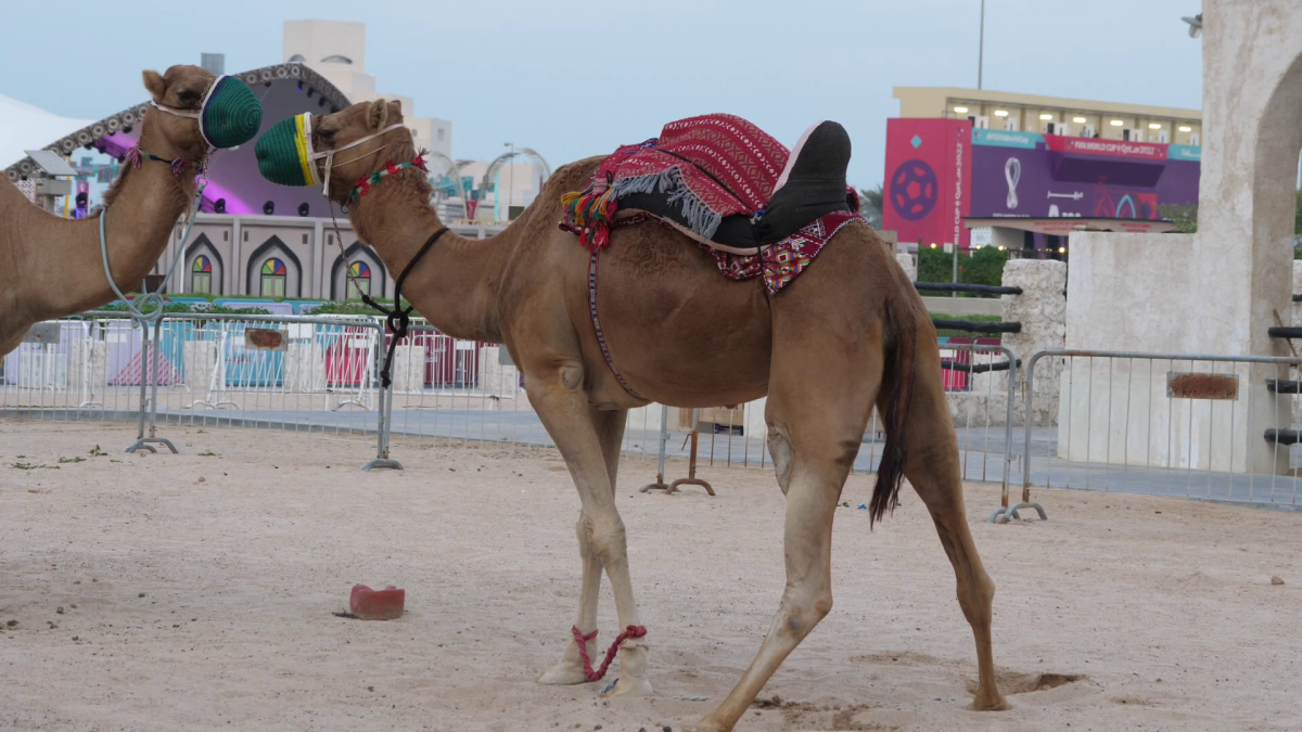 În România, cai și câini, în Qatar, cămile cu legitimație de polițist » Obiceiul prin care le mulțumesc pentru ajutor + imagini inedite surprinse de trimișii GSP