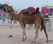În România, cai și câini, în Qatar, cămile cu legitimație de polițist » Obiceiul prin care le mulțumesc pentru ajutor + imagini inedite surprinse de trimișii GSP