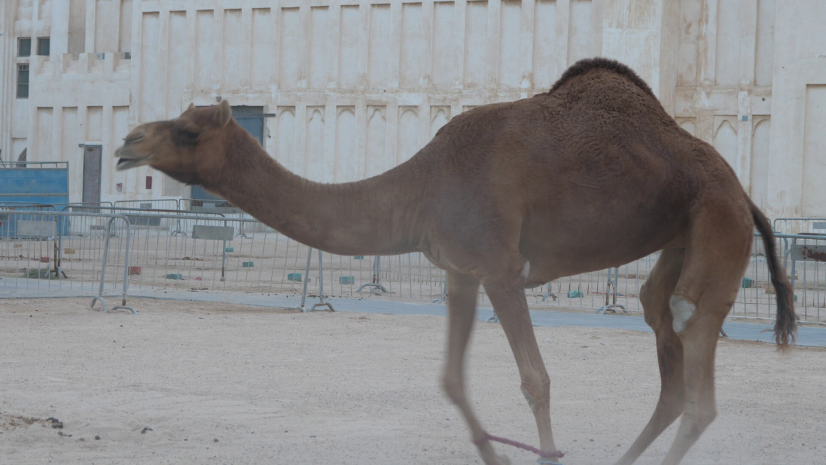 În România, cai și câini, în Qatar, cămile cu legitimație de polițist » Obiceiul prin care le mulțumesc pentru ajutor + imagini inedite surprinse de trimișii GSP