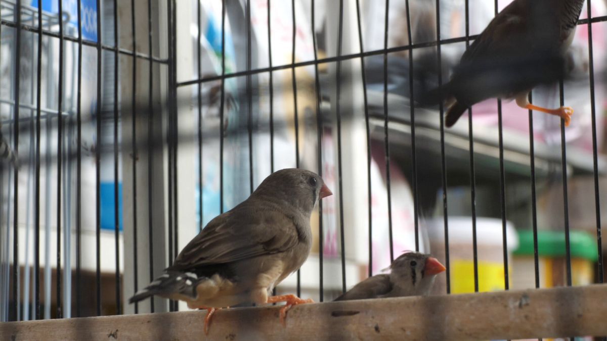 Animalele de companie, bătaie de joc în Qatar » Nu au nici măcar condiții minime de confort și igienă și nici îngrijire medicală adecvată