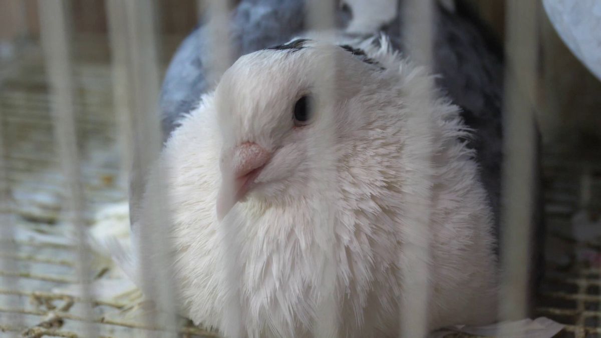 Animalele de companie, bătaie de joc în Qatar » Nu au nici măcar condiții minime de confort și igienă și nici îngrijire medicală adecvată