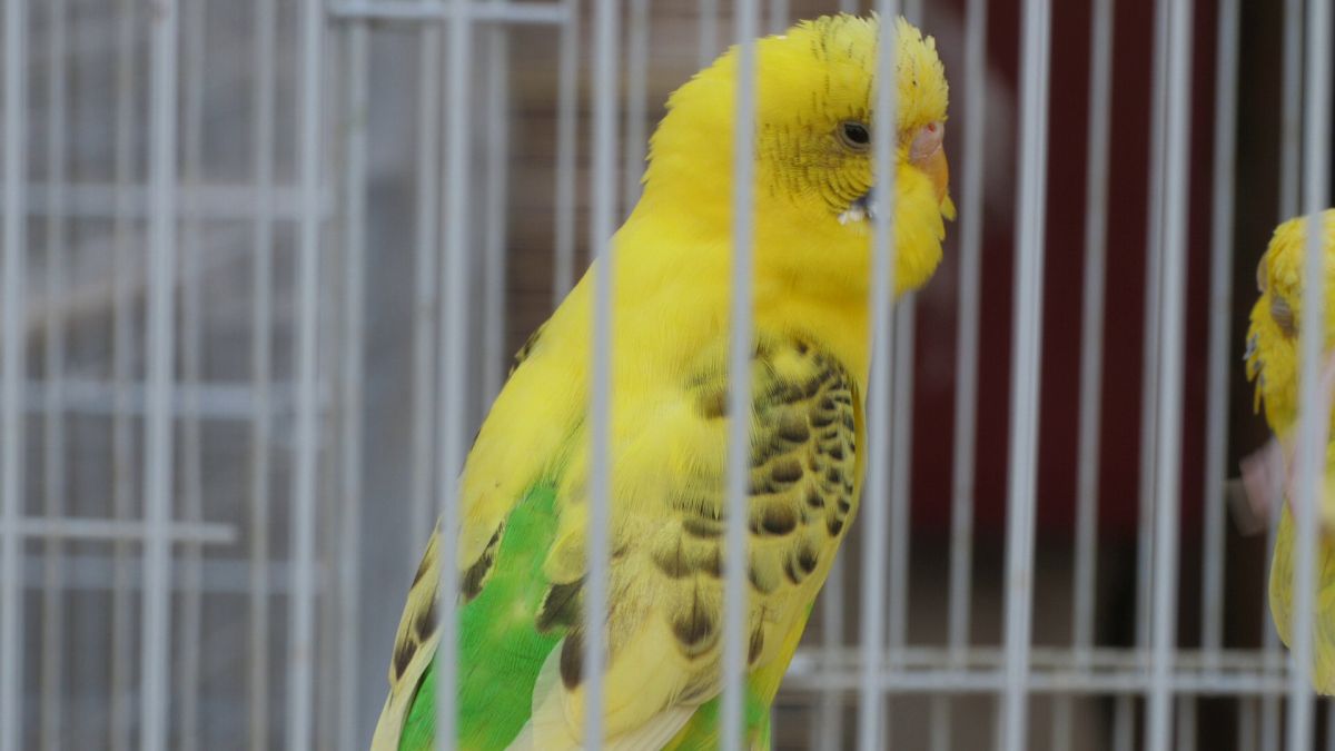 Păsările și animalele de companie, bătaie de joc în Qatar