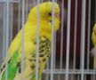 Animalele de companie, bătaie de joc în Qatar » Nu au nici măcar condiții minime de confort și igienă și nici îngrijire medicală adecvată