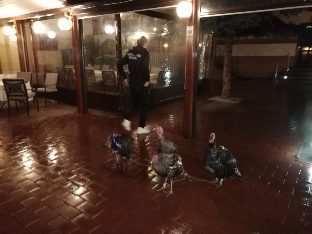 VIDEO+FOTO Umor oltenesc :D Imagini geniale: Craioveanu a primit 4 curcani plocon de la Jerry Gane!