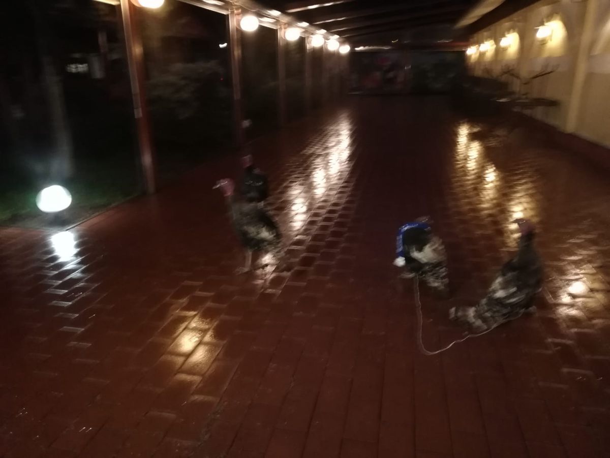 VIDEO+FOTO Umor oltenesc :D Imagini geniale: Craioveanu a primit 4 curcani plocon de la Jerry Gane!