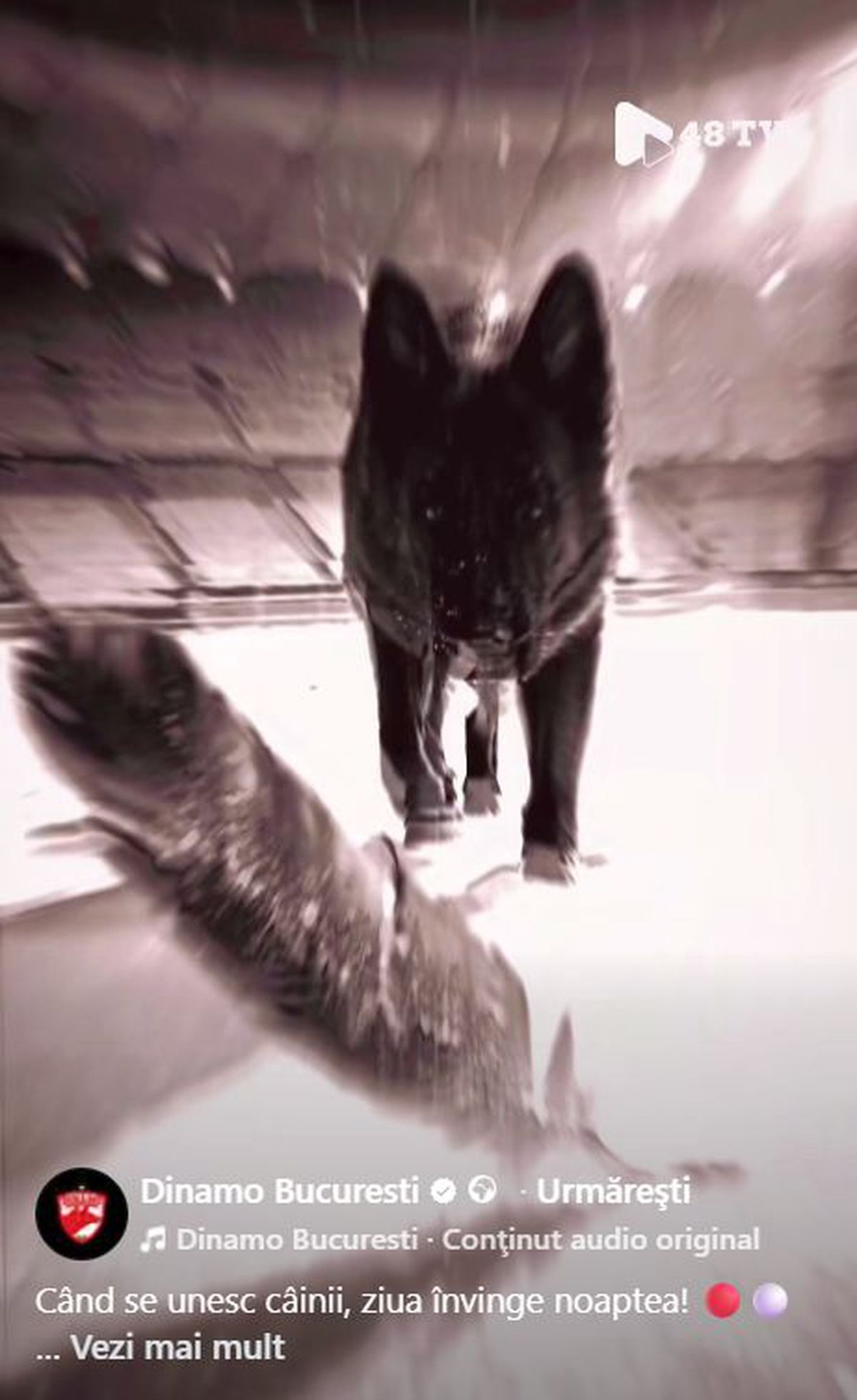 Meciul nu s-a terminat pe teren! CFR Cluj le-a răspuns dinamoviștilor printr-o postare ironică: „Misiune eșuată!”