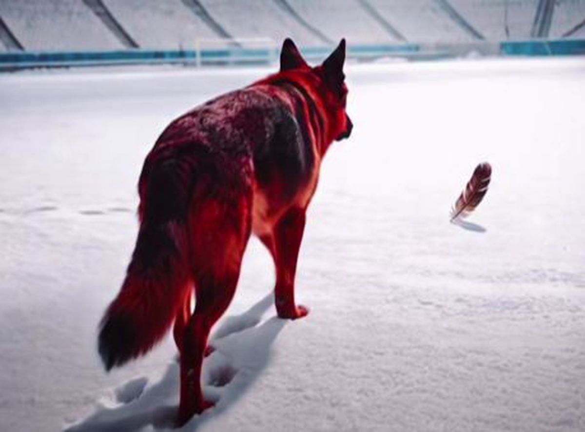 Câinele latră la pană » Dinamo, postare controversată în așteptarea meciului cu Rapid