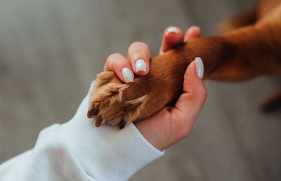 Lasă-ți animalul de companie pe mâini bune, când nu ești acasă