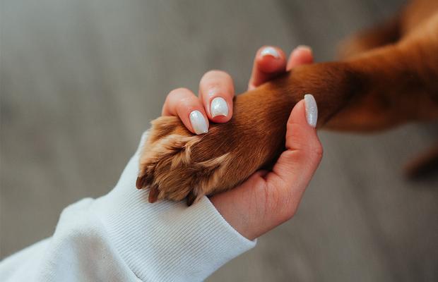 Lasă-ți animalul de companie pe mâini bune, când nu ești acasă