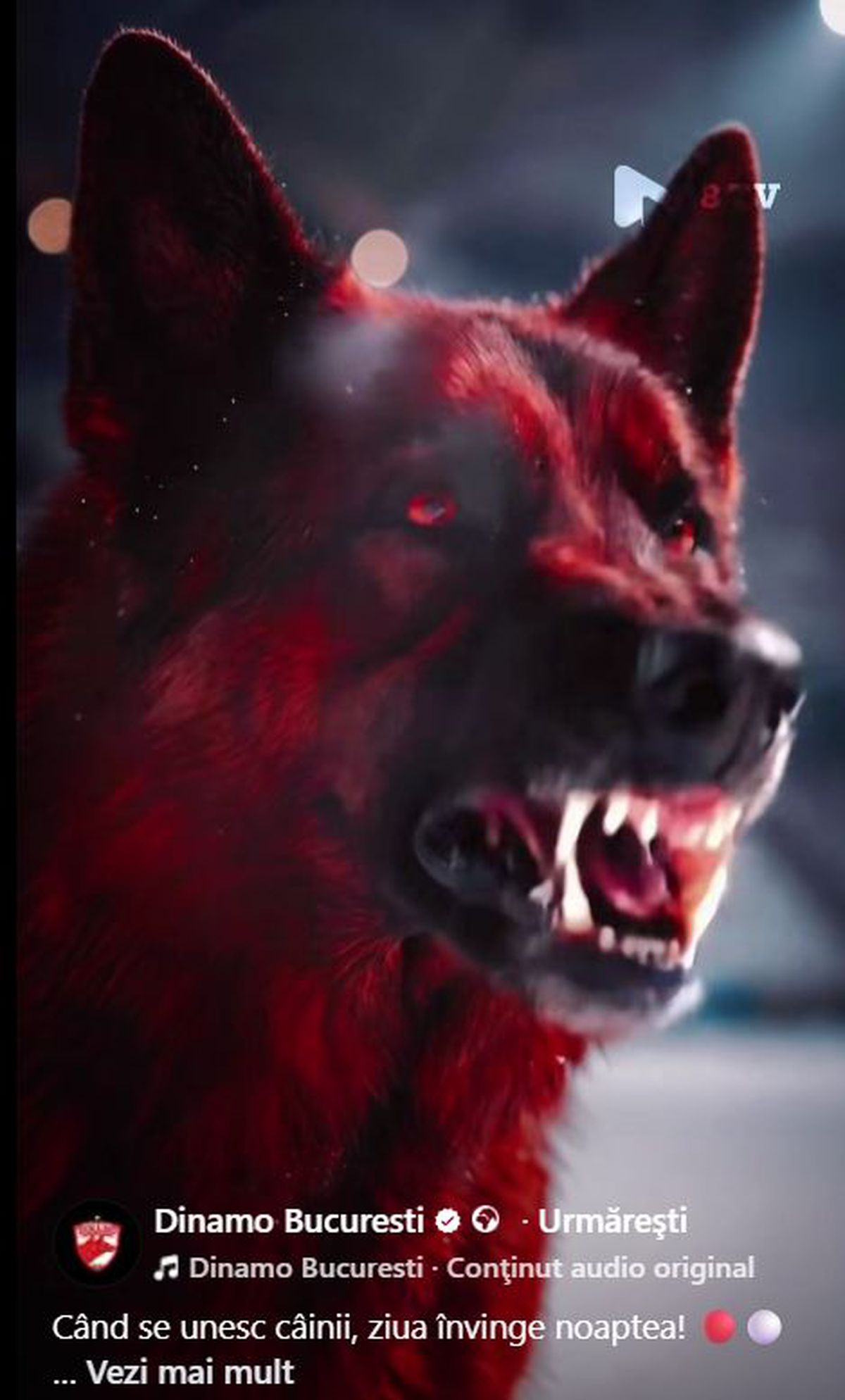 Câinele latră la pană » Dinamo, postare controversată în așteptarea meciului cu Rapid: „Ziua învinge noaptea”