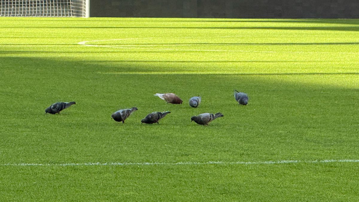 Imagini înainte de FCSB - CFR Cluj