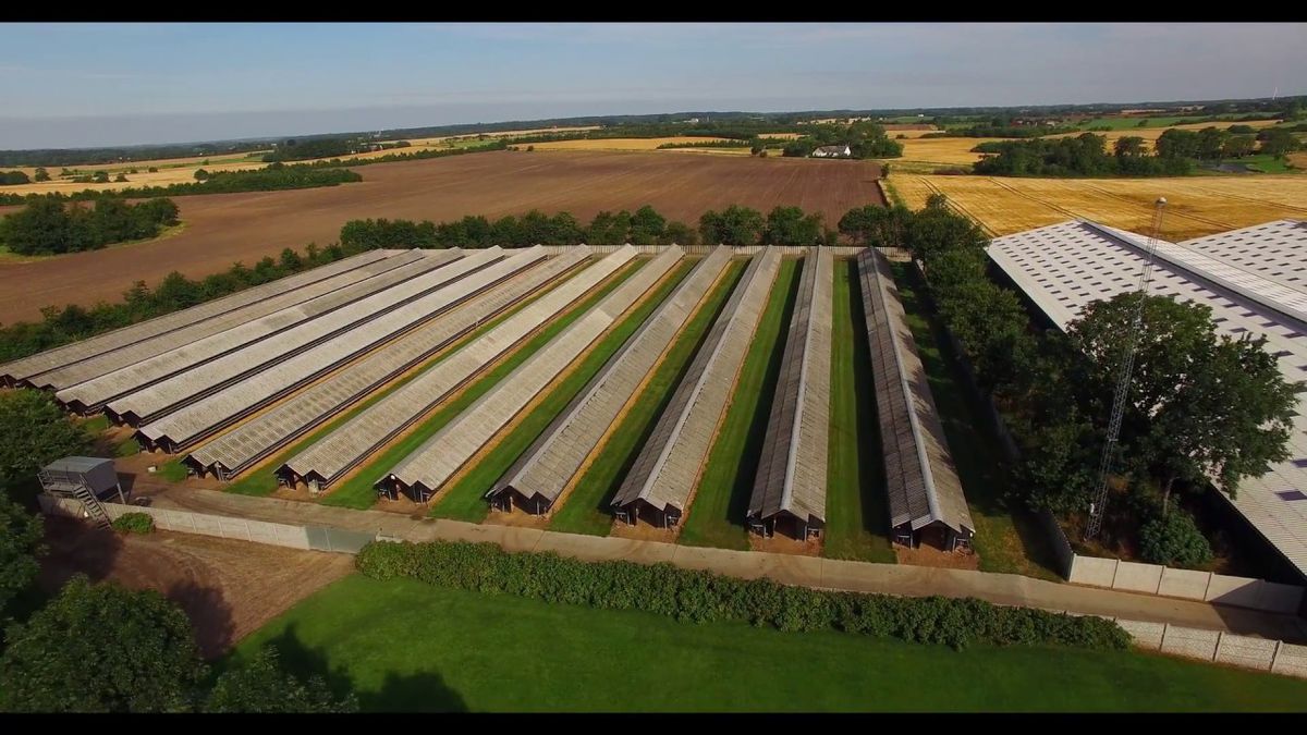 Încă un animal depistat pozitiv cu COVID-19 » Descoperire îngrijorătoare în Olanda: „Testare obligatorie în toate fermele”