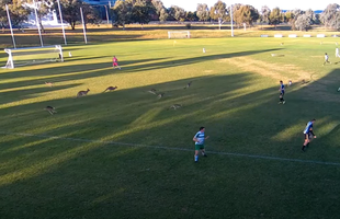 Un meci de fotbal din Australia, întrerupt după ce mai mulți canguri au intrat pe teren