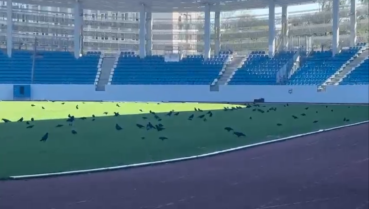 Imagini ireale pe stadionul de 28 de milioane de euro din România » Păsările distrug gazonul