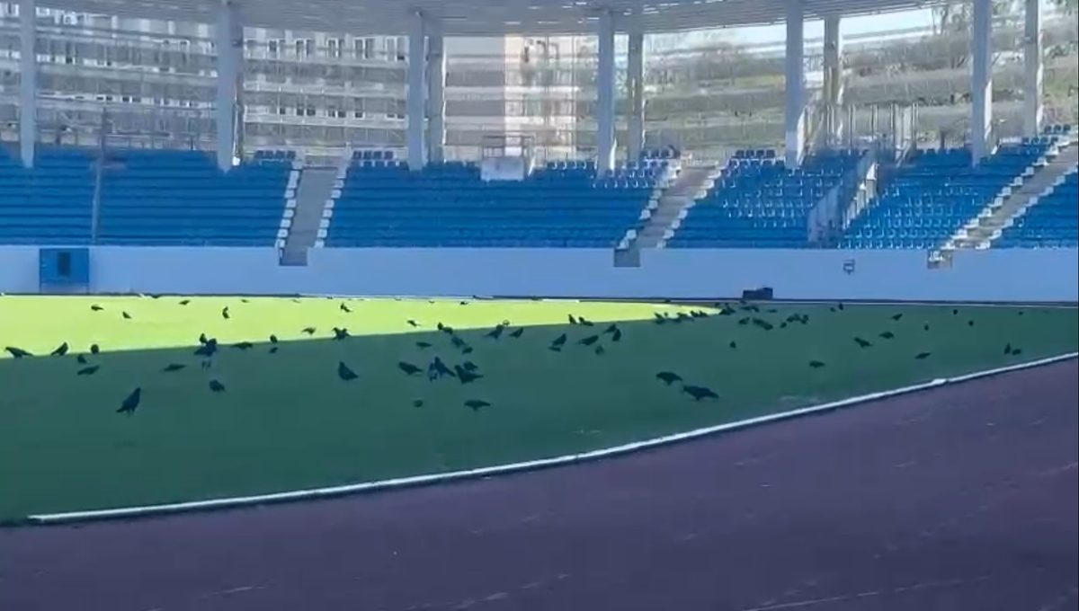 Sute de ciori distrug gazonul de pe Stadionul Municipal din Târgu Jiu