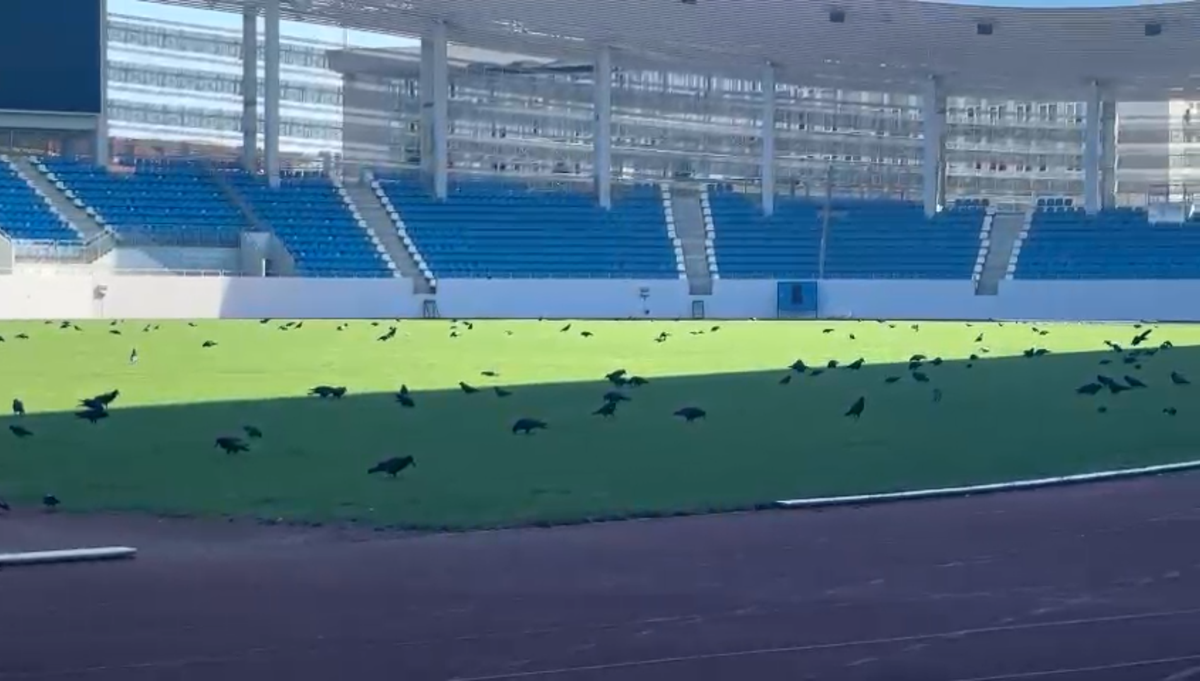 Sute de ciori distrug gazonul de pe Stadionul Municipal din Târgu Jiu