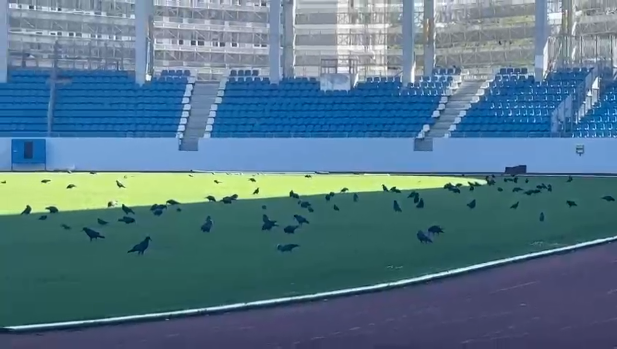 Sute de ciori distrug gazonul de pe Stadionul Municipal din Târgu Jiu