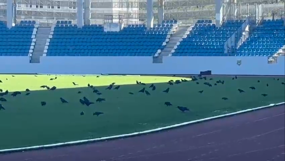 Sute de ciori distrug gazonul de pe Stadionul Municipal din Târgu Jiu