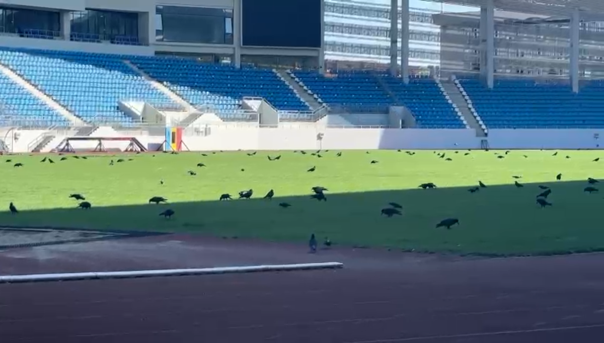 Sute de ciori distrug gazonul de pe Stadionul Municipal din Târgu Jiu