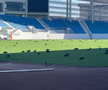 Sute de ciori distrug gazonul de pe Stadionul Municipal din Târgu Jiu / Foto: igj.ro