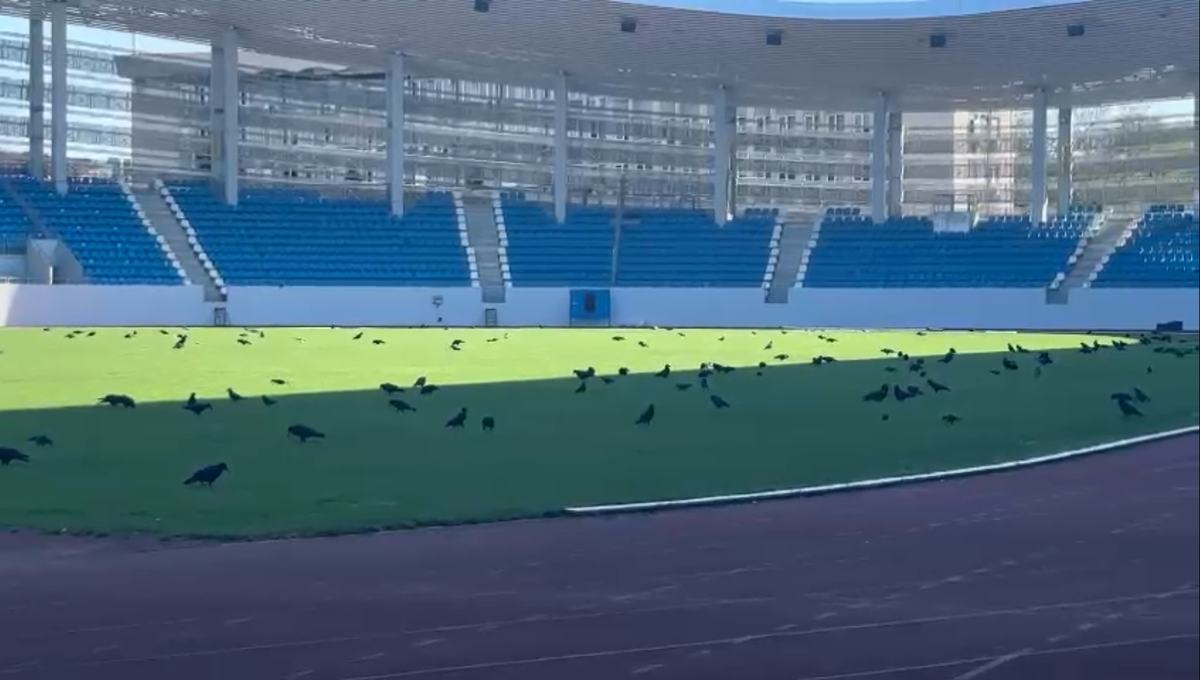 Sute de ciori distrug gazonul de pe Stadionul Municipal din Târgu Jiu