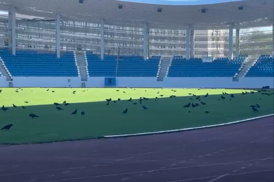 Sute de ciori distrug gazonul de pe Stadionul Municipal din Târgu Jiu / Foto: igj.ro