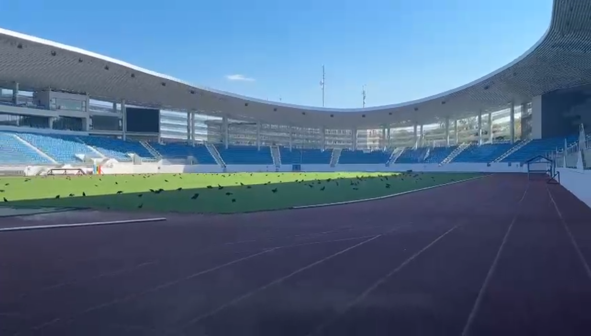 Sute de ciori distrug gazonul de pe Stadionul Municipal din Târgu Jiu