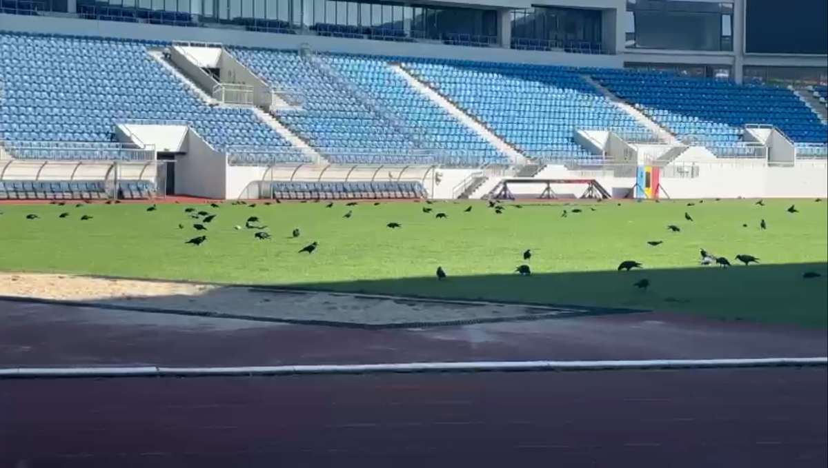 Sute de ciori distrug gazonul de pe Stadionul Municipal din Târgu Jiu