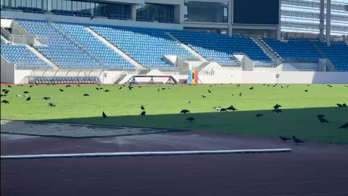 Sute de ciori distrug gazonul de pe Stadionul Municipal din Târgu Jiu