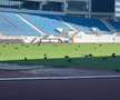 Sute de ciori distrug gazonul de pe Stadionul Municipal din Târgu Jiu / Foto: igj.ro