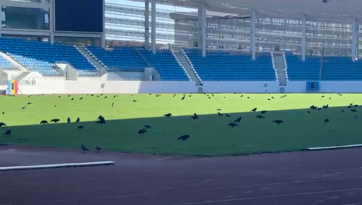 Sute de ciori distrug gazonul de pe Stadionul Municipal din Târgu Jiu