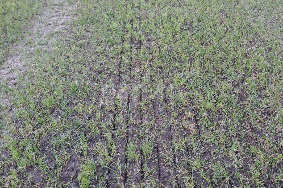 Gazon Arcul de Triumf Dinamo- Farul