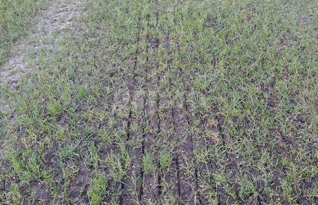 Reporterii GSP au inspectat gazonul de pe „Arc” înainte de Dinamo - Farul » Concluzia? Mai bine puneau tăblițe cu avertismentul „Nu călcați iarba!"